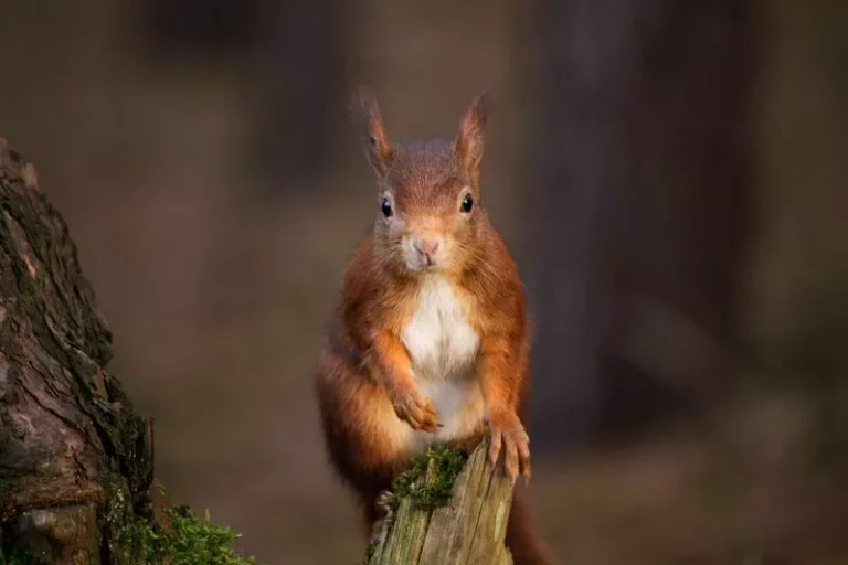 Red squirrel in the Formby pinewoods